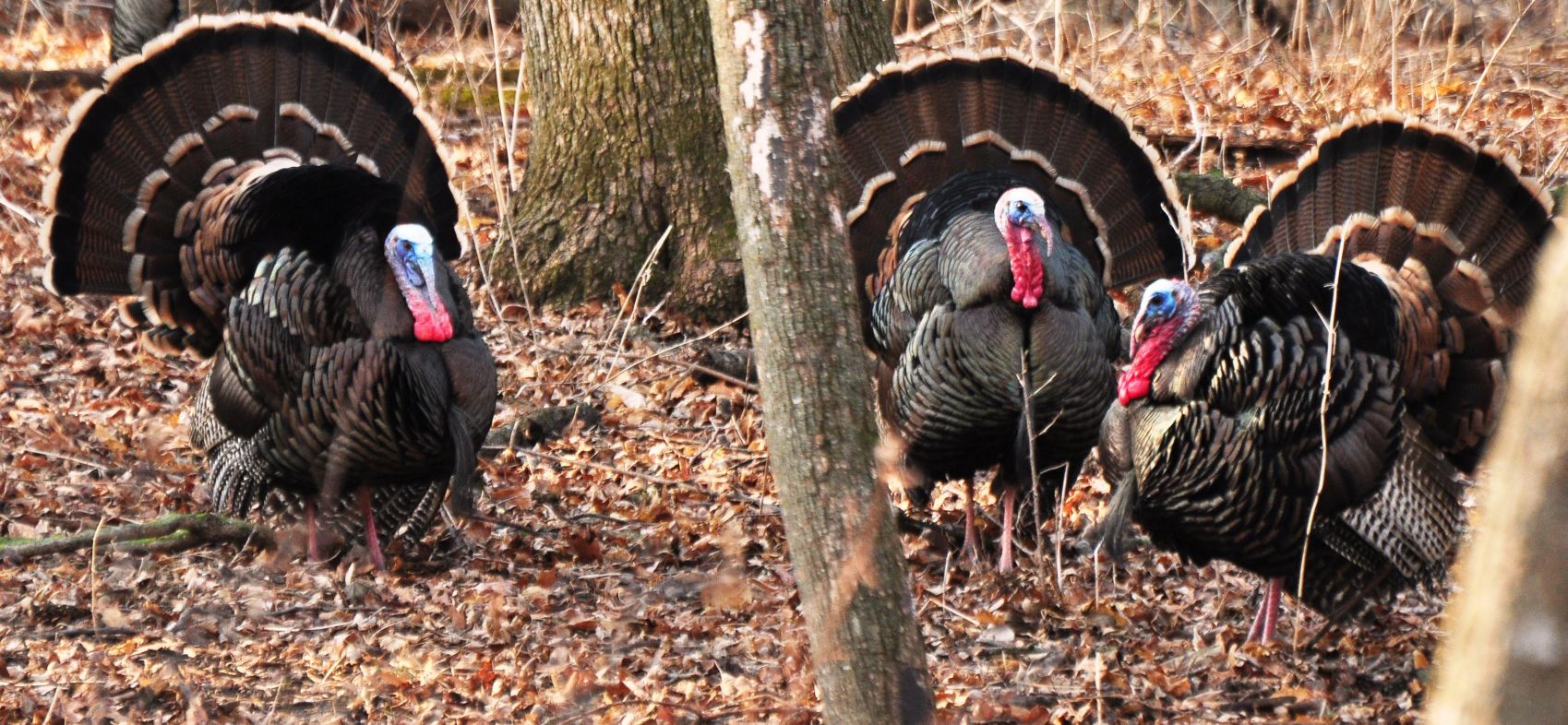 Washburn trio of gobblers